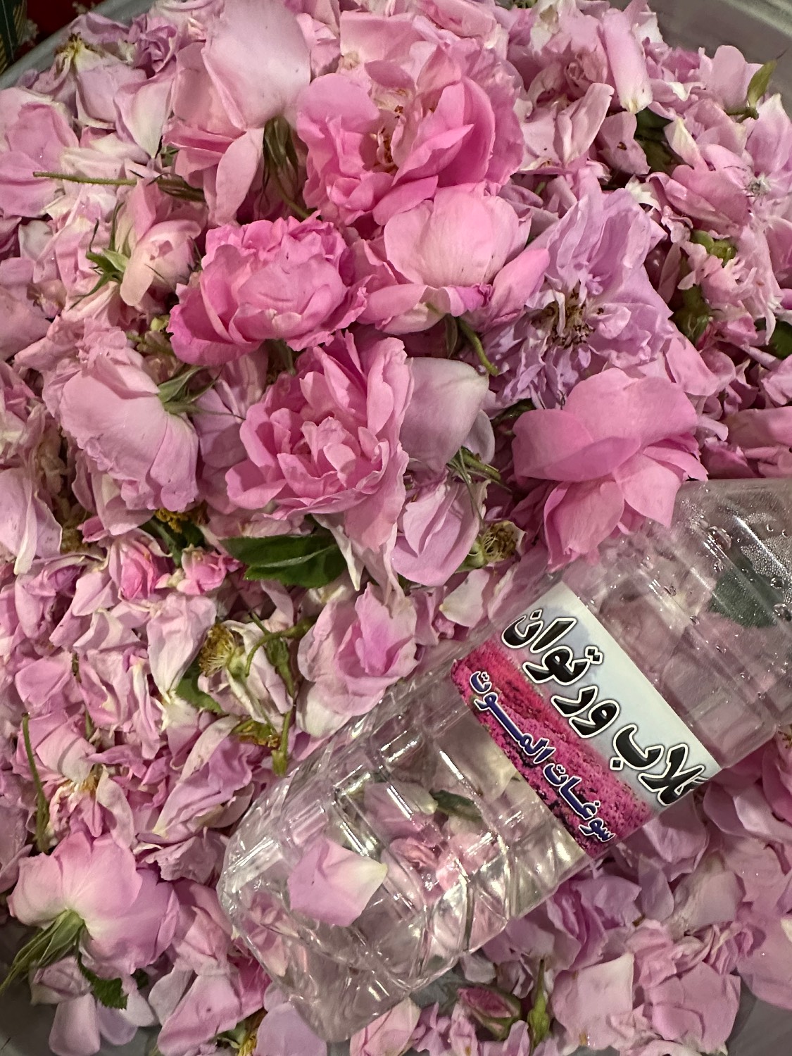 گلاب دو آتیشه